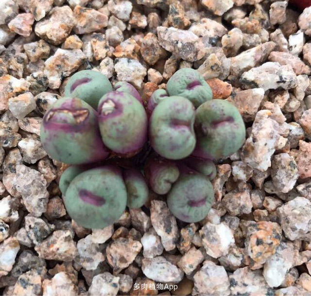 星空体育官网:日本公布世界上第一个水下城市设计方案(图1) 星空体育官网