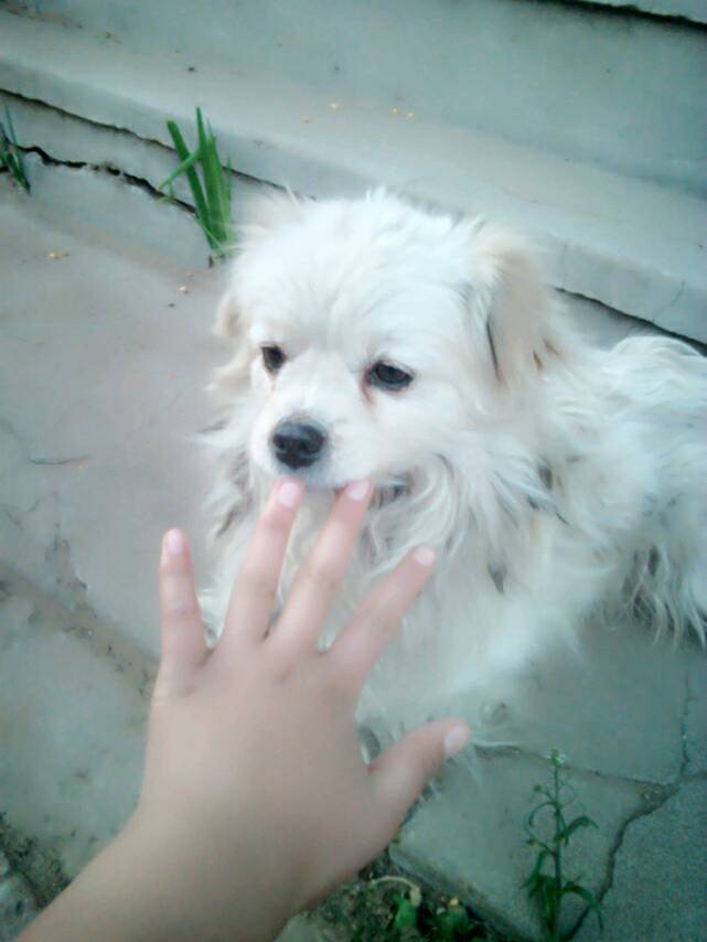 茂名化州急寻:八旬老人走失,头发花白,穿灰色短袖|xingkong.com(图2) 星空官网登录