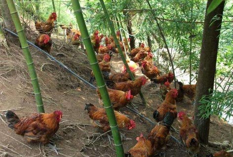 xingkong体育官网登录