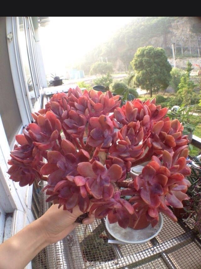 xingkong体育官网登录-挪威格雷格克住宅/R21Arkitekter(图2) 星空官网登录