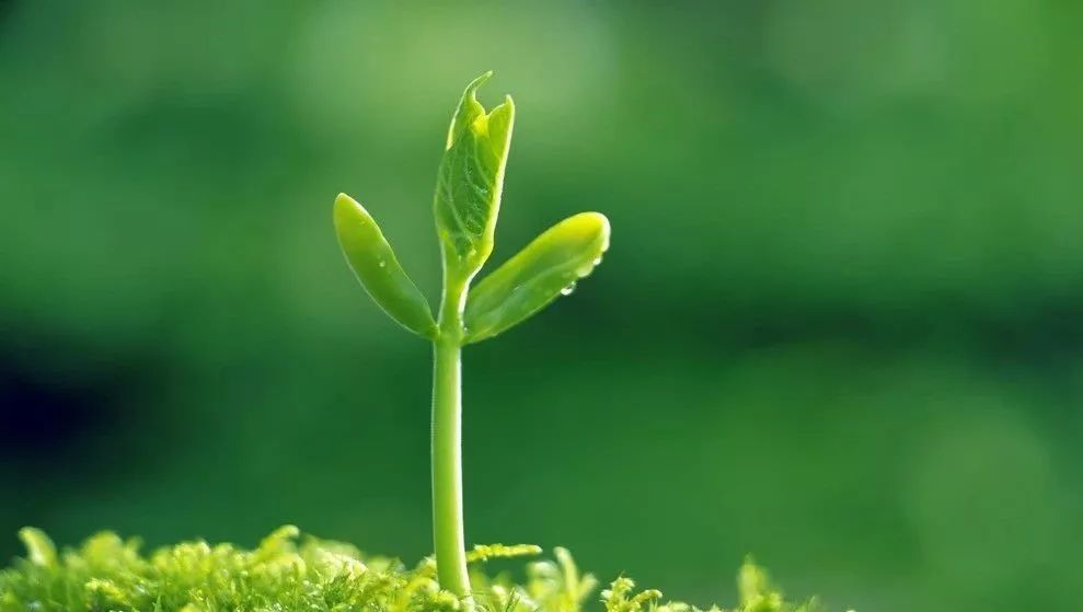 股基仓位近九成 睿远基金“恐高”?【星空官网登录】(图1) 股基仓位近九成 睿远基金“恐高”?【星空官网登录】(图1)