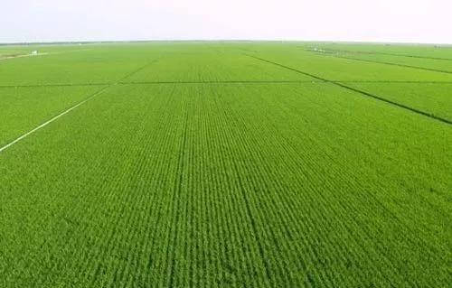 四川生猪存、出栏量稳步回升 猪肉价格明显回落：星空体育官网(图1)