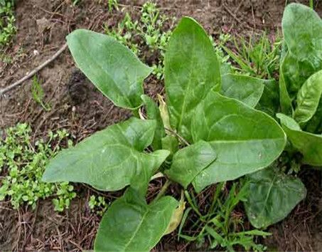 荷兰Spijkenisse市deStoep剧院开放_xingkong体育官网登录(图3)