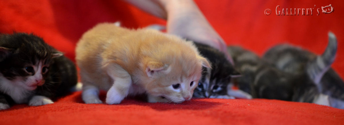 【星空官网登录】债市综述：避险情绪再度升温 现券期货明显走强(图1)