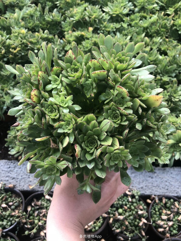 星空官网登录